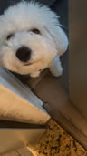 Profile picture of Xli
